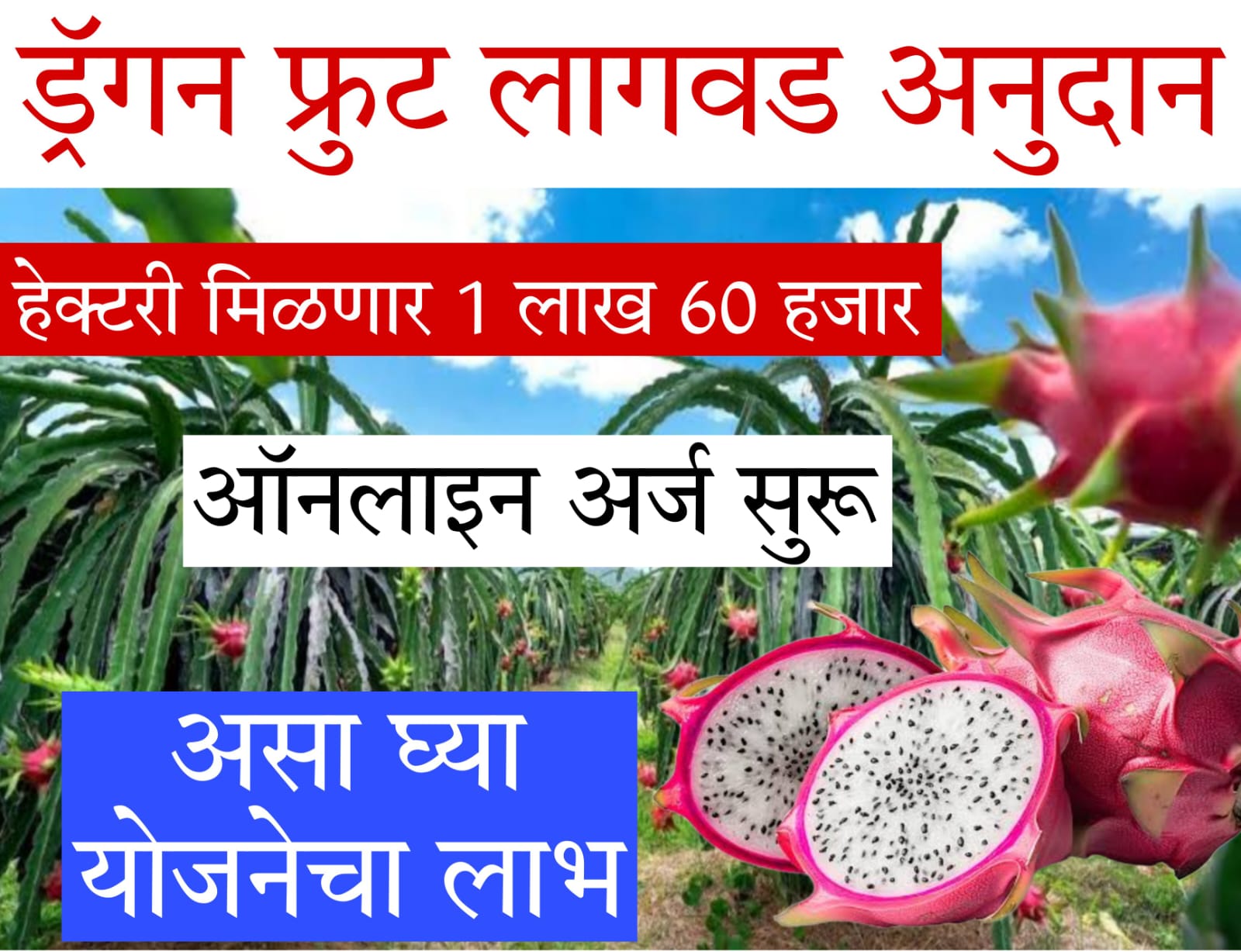 dragon fruit price​