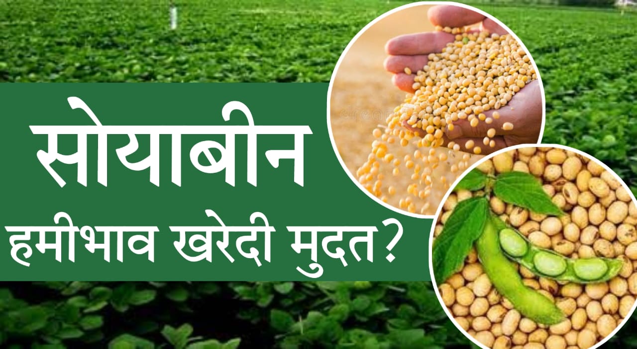 Soybean Kharedi