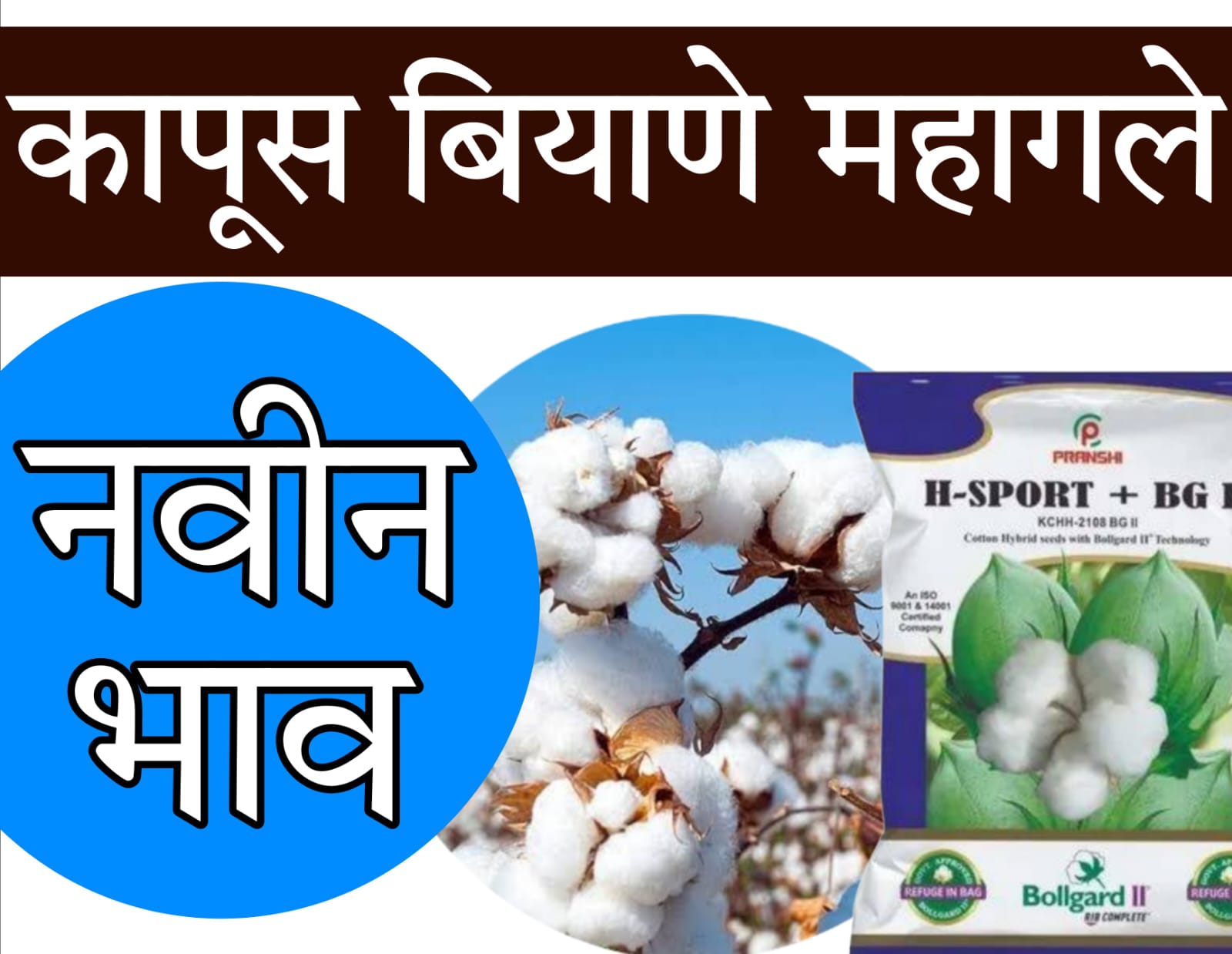 Cotton Seed Price