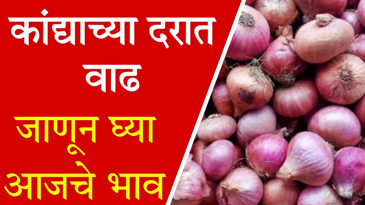 Kanda Bajar analysis Marathi