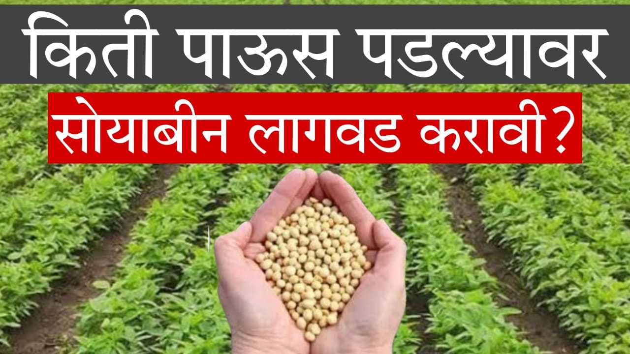 Soybean Farming 2025