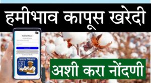 CCI kapas purchase 2025