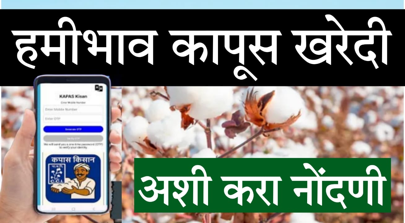 CCI kapas purchase 2025