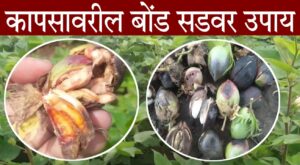 Cotton Crop Disease Maharashtra