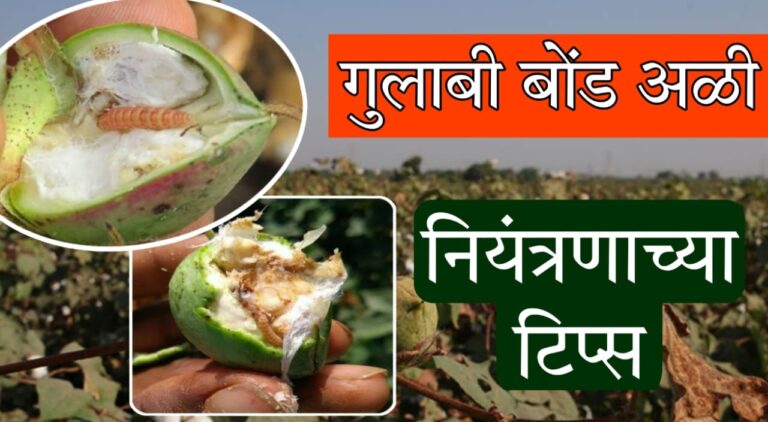 Pink bollworm control in cotton 2025