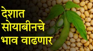 Soybean cultivation challenges India