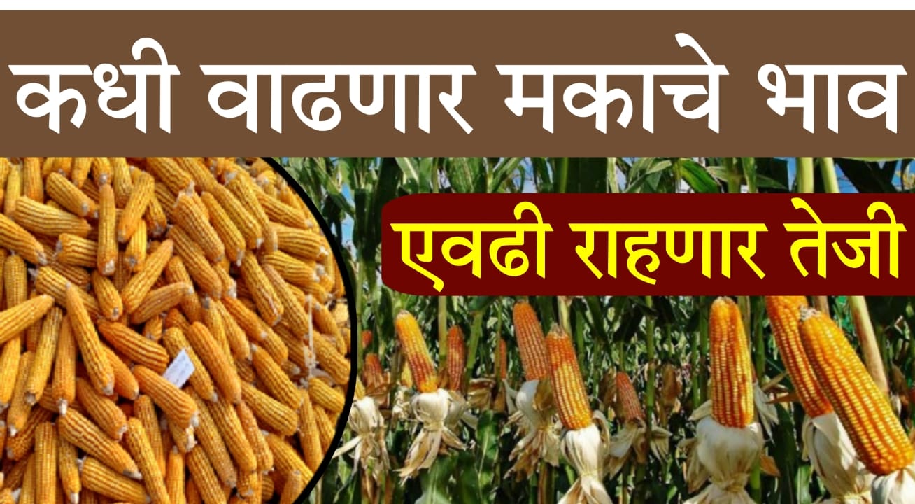 maize price September 2025