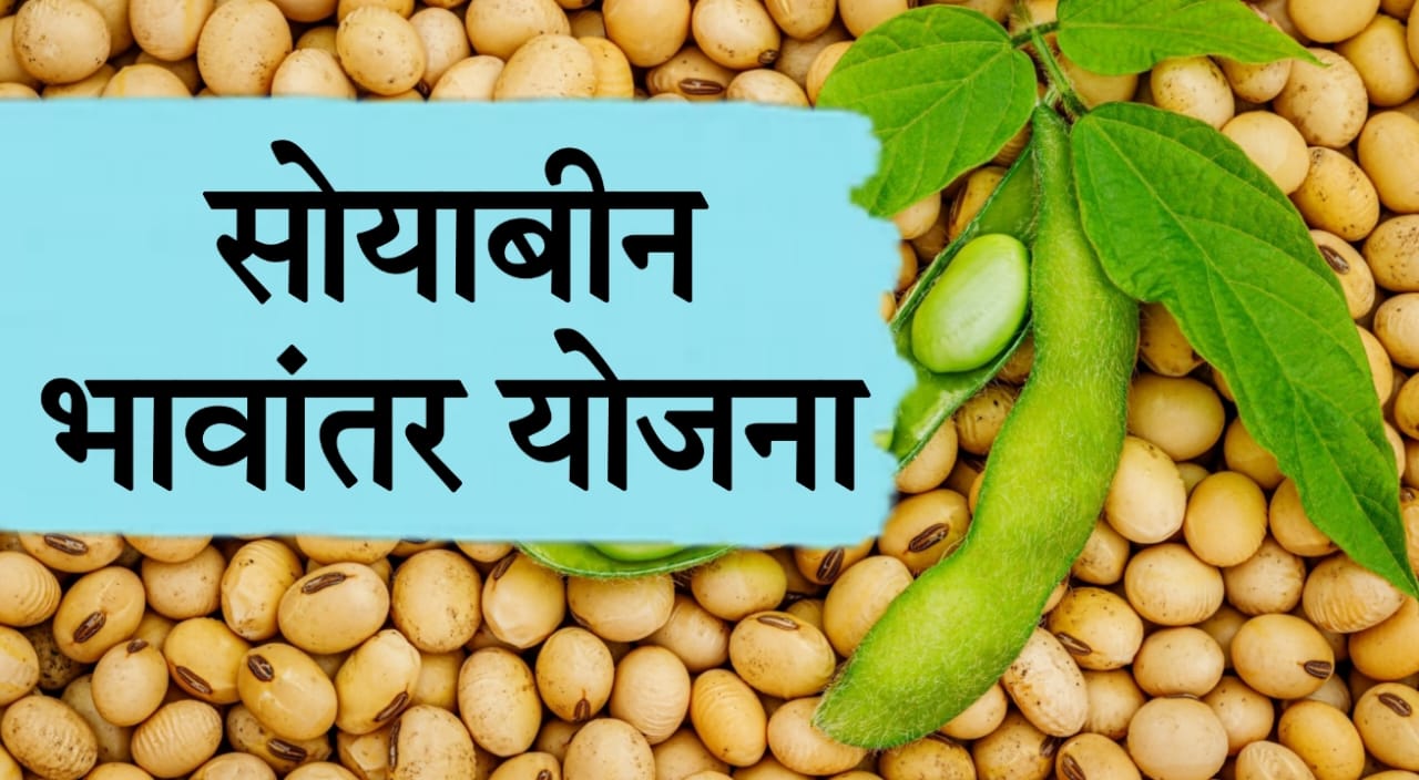 soybean MSP 2024 India